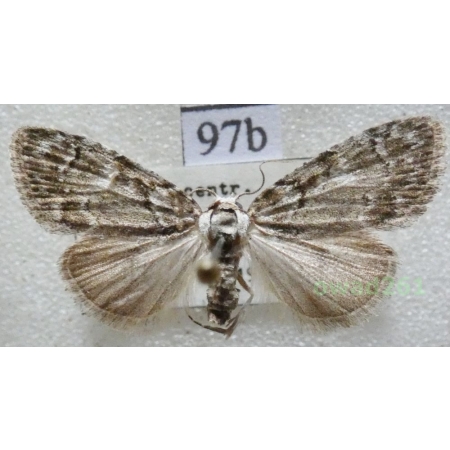 Meganola strigula (Denis & Schiffermüller, 1775) Czech97b